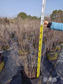 高度100厘米郁李
