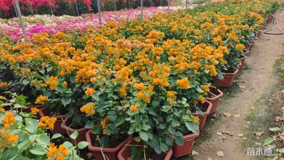 高度50厘米蛋黄三角梅