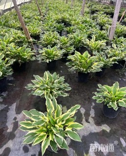 高度30厘米金边玉簪