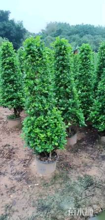 高度180厘米火山榕