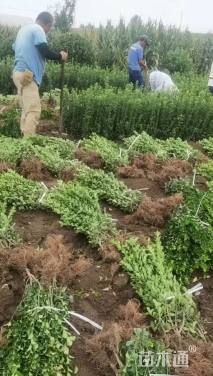 高度70厘米大叶黄杨