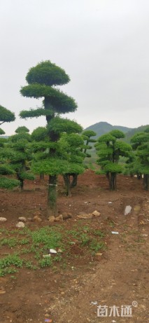 20公分对节白蜡