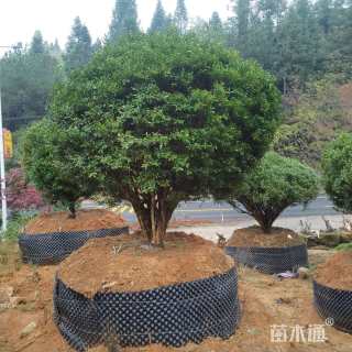 高度220厘米瓜子黄杨