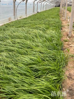 高度20厘米青绿苔草
