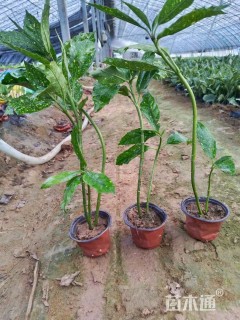 高度20厘米洒金桃叶珊瑚