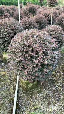 高度70厘米红花继木