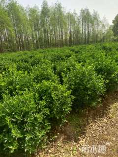 冠幅80厘米大叶黄杨球