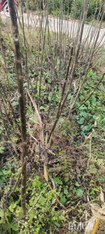 高度150厘米核桃