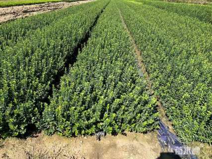 高度10厘米大叶黄杨