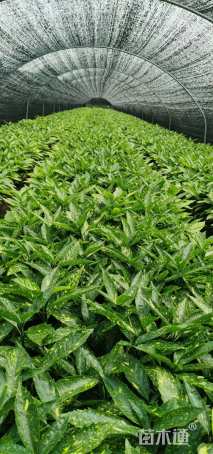 高度40厘米桃叶珊瑚