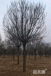 24公分秋紫白蜡