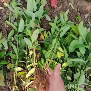 高度35厘米金丝桃