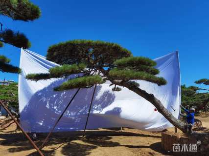 35.6公分造型油松