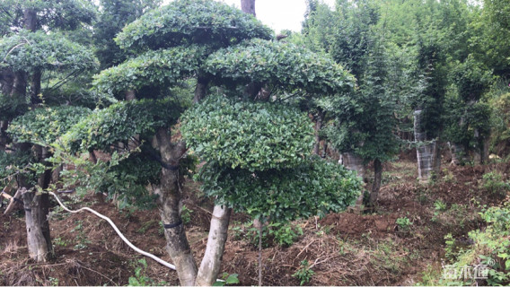 造型对节白蜡