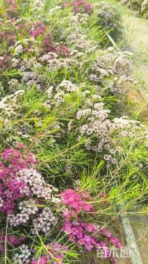 高度20厘米亮叶腊梅