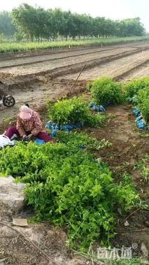 高度100厘米棣棠