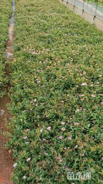 高度25厘米粉花绣线菊