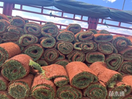 草卷状翦股颖