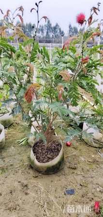 高度90厘米红绒球