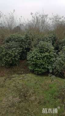 高度160厘米茶花