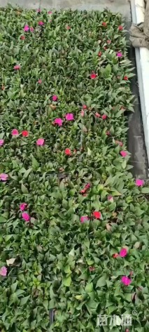 高度10厘米新几内亚凤仙