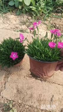 高度150厘米北海道黄杨