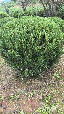 冠幅130厘米小叶黄杨球