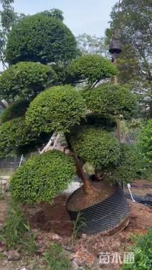 高度200厘米日本冬青