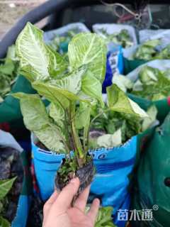 高度30厘米白蝴蝶