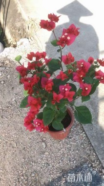 高度30厘米三角梅