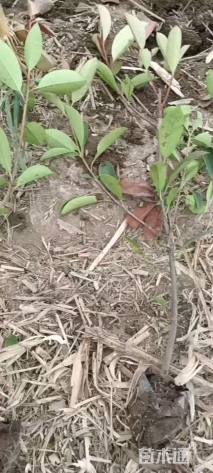 高度50厘米红叶石楠小苗