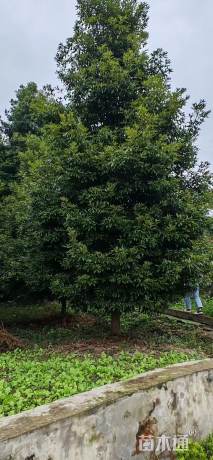 10公分金丝楠木