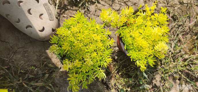 高度5厘米佛甲草