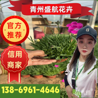 高度10厘米欧石竹