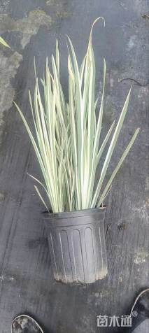 高度50厘米花叶玉蝉花