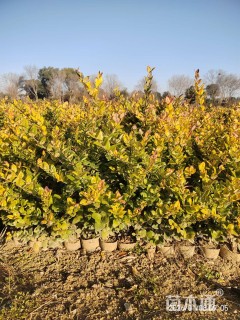 高度50厘米金森女贞小苗