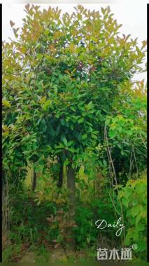 15公分红叶石楠