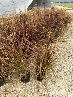 高度70厘米紫叶狼尾草