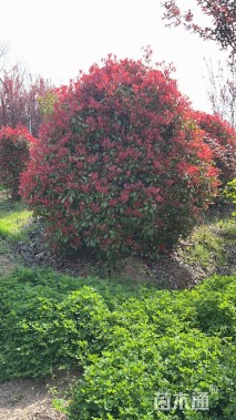 冠幅300厘米红叶石楠球