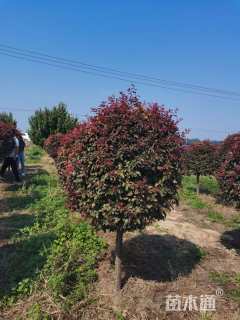 高度120厘米密枝红叶李球