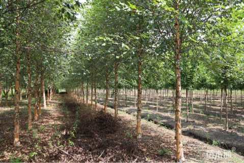 18公分欧洲白桦