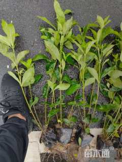 高度40厘米大叶栀子