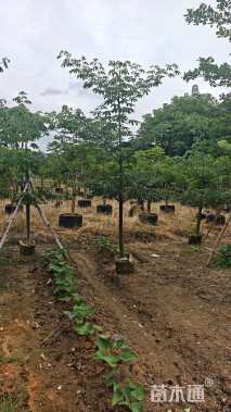 5公分美丽异木棉