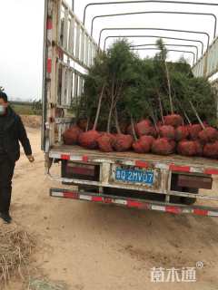 高度200厘米侧柏