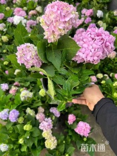 高度35厘米绣球