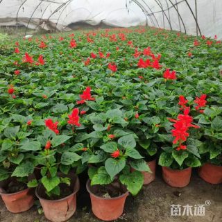 高度20厘米一串红