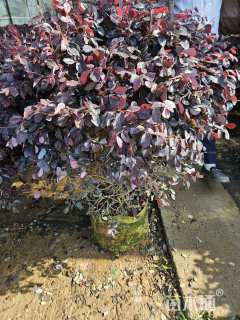 冠幅100厘米红花继木球