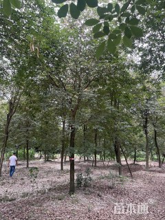 18公分黄花风铃木