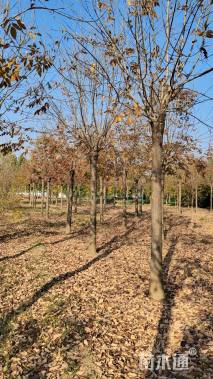 14公分金叶白蜡