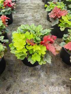 高度15厘米矾根